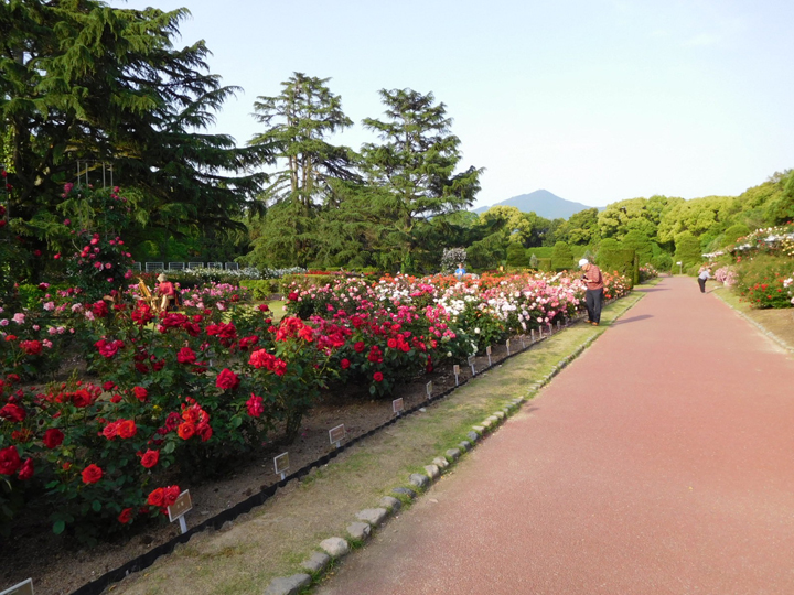京都植物園の薔薇