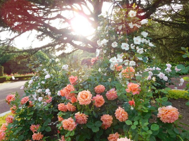 京都植物園の薔薇