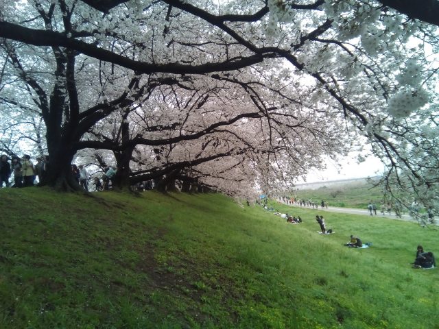 背割堤の桜