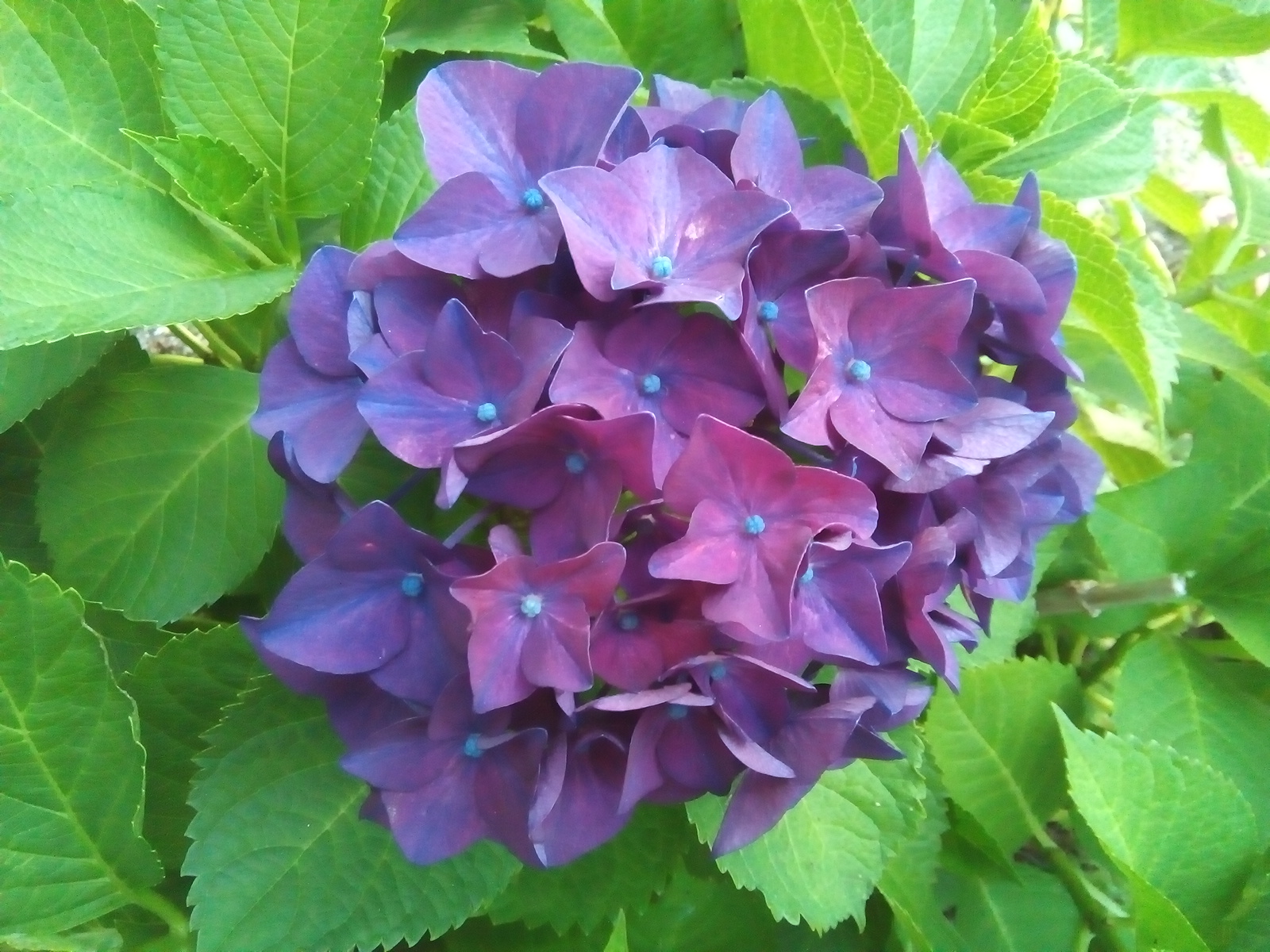 紫陽花