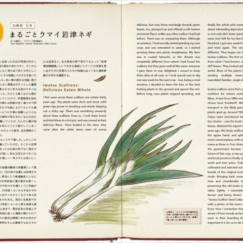 野菜のイラスト