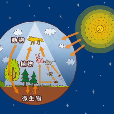 食物連鎖のイラスト
