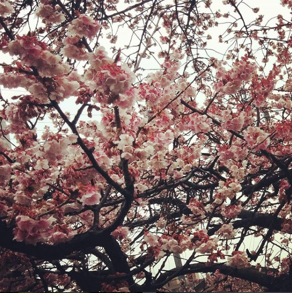 桜